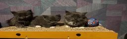 Mixed Breed cats for sale: Three grey kittens  in Peterborough - Advert 4