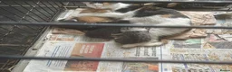 Mixed Breed cats for sale: Kittens for sale  - Advert 2