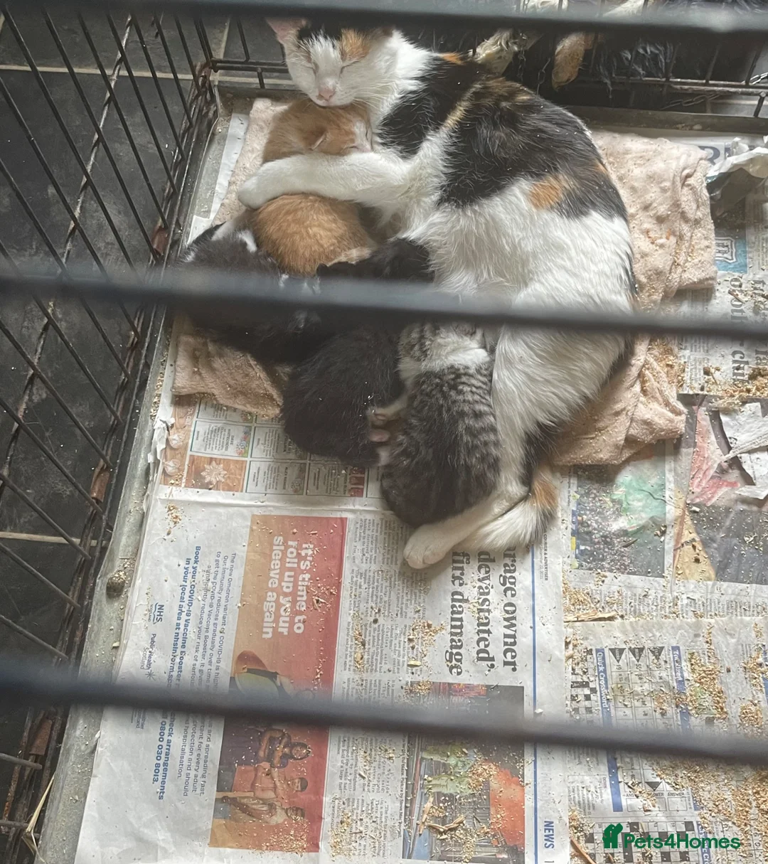 Mixed Breed cats for sale: Kittens for sale  - Advert 2