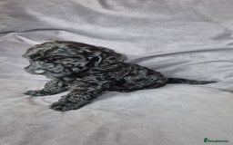 Cockapoo dogs for sale: F1b Cockapoo - ready this weekend - Image 12