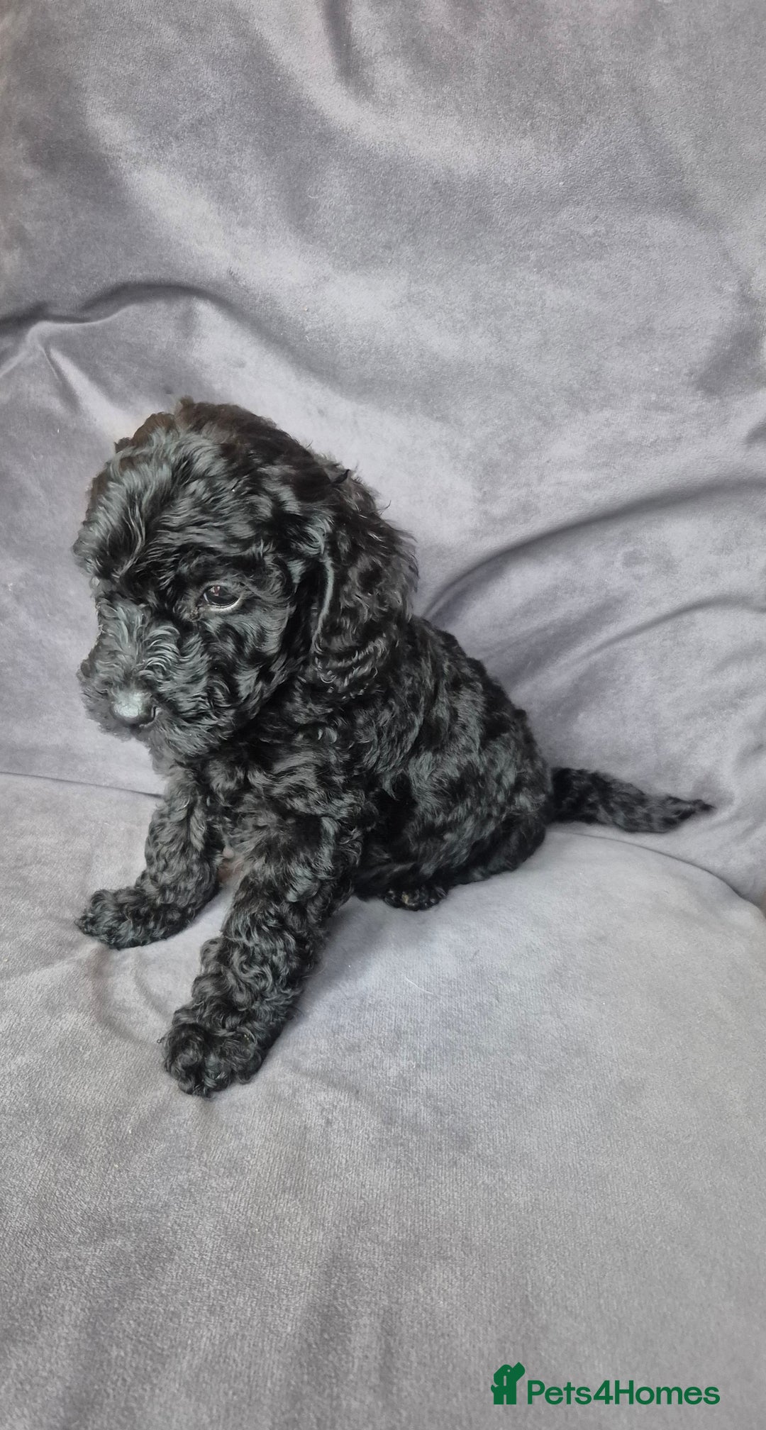 Cockapoo dogs for sale: F1b Cockapoo - ready this weekend - Image 12