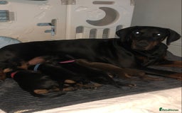 Dobermann dogs for sale: European Dobermann puppies for sale  - Image 3