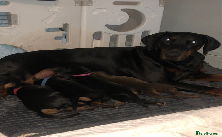 Dobermann dogs - Advert 6