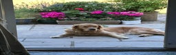 Golden Retriever dogs for sale: Glorious Golden Retriever Puppies - Advert 1