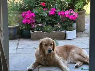 Golden Retriever dogs Glorious Golden Retriever Puppies - Advert 2