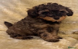 Toy Poodle dogs for sale: adorable toy poodle pups health tested  - Advert 5