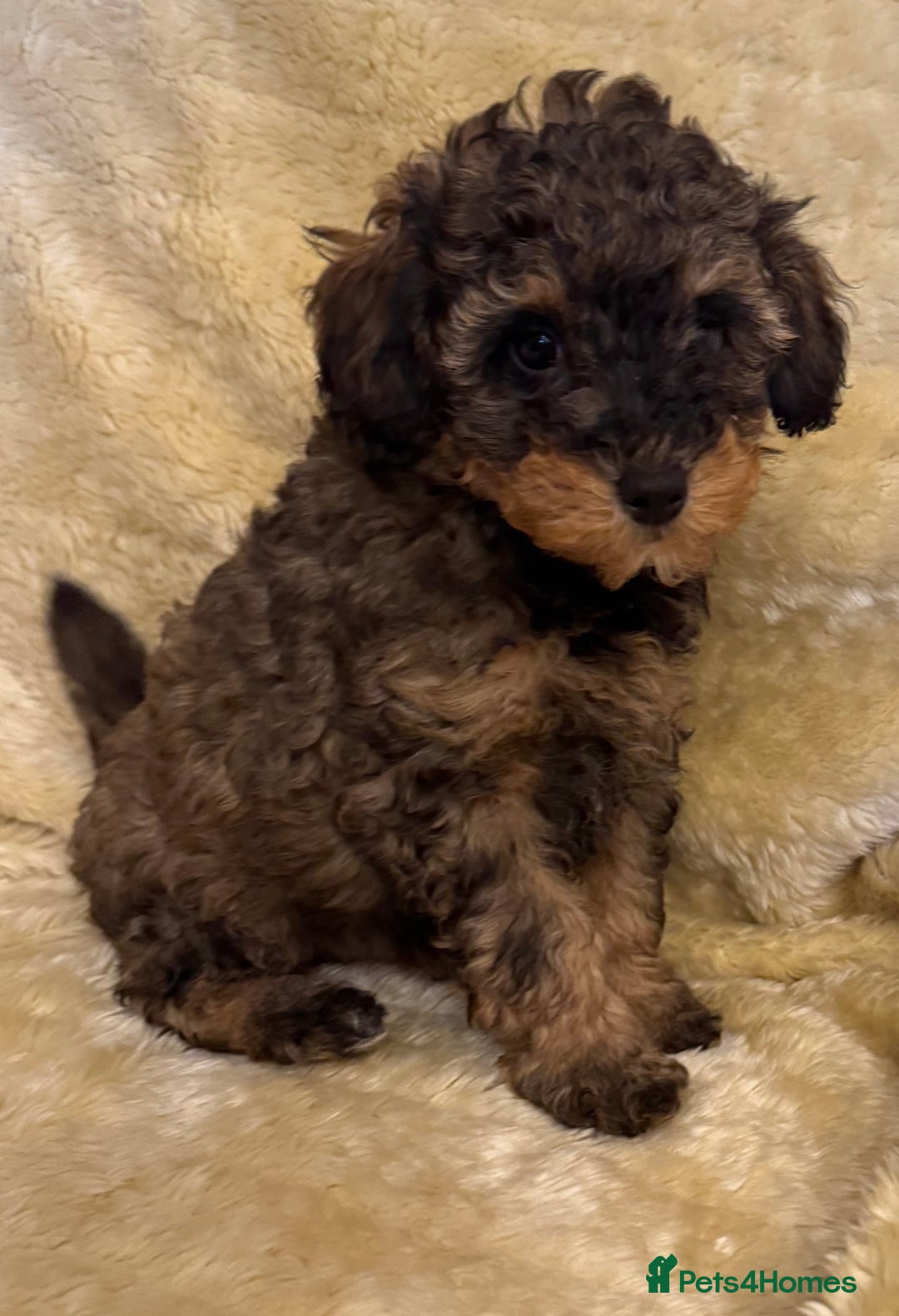 Toy Poodle dogs for sale: adorable toy poodle pups health tested  - Advert 5