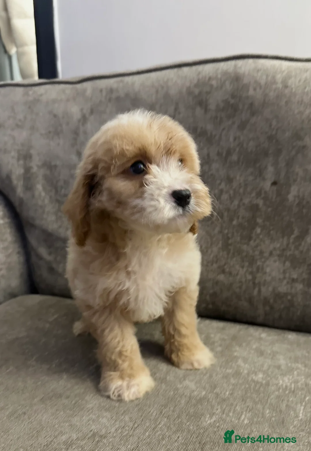 Cockapoo dogs for sale: Adorable Cockapoos’s looking for family homes - Advert 18