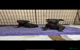 Staffordshire Bull Terrier dogs for sale: KC registered STAFF PUPS - Image 5