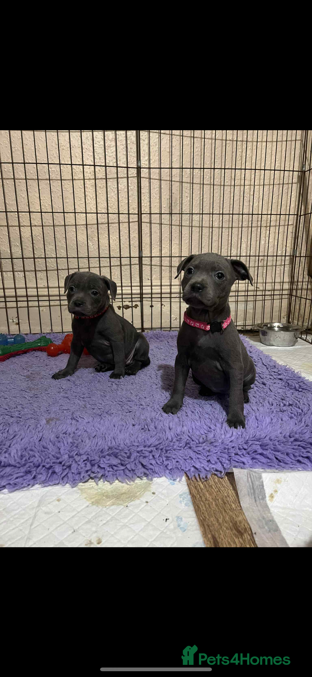 Staffordshire Bull Terrier dogs for sale: KC registered STAFF PUPS - Image 5