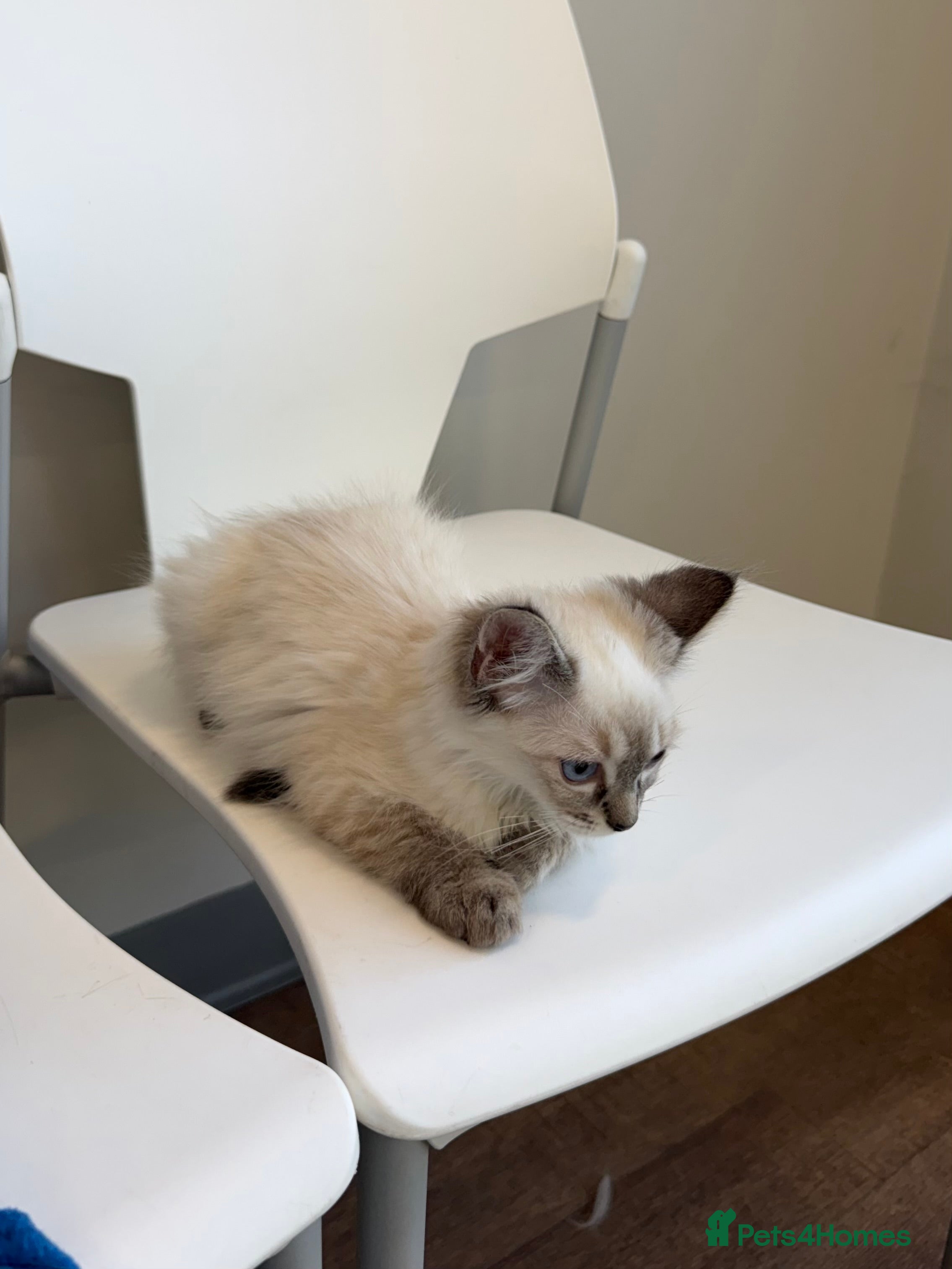 Ragdoll cats     💙 Stunning Pedigree Ragdoll Kittens GCCF - Advert 2
