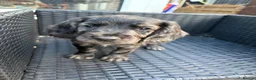 Sprocker dogs for sale: Sprocker puppies  - Advert 12