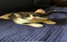Mixed Breed cats for sale: Kittens - Image 3