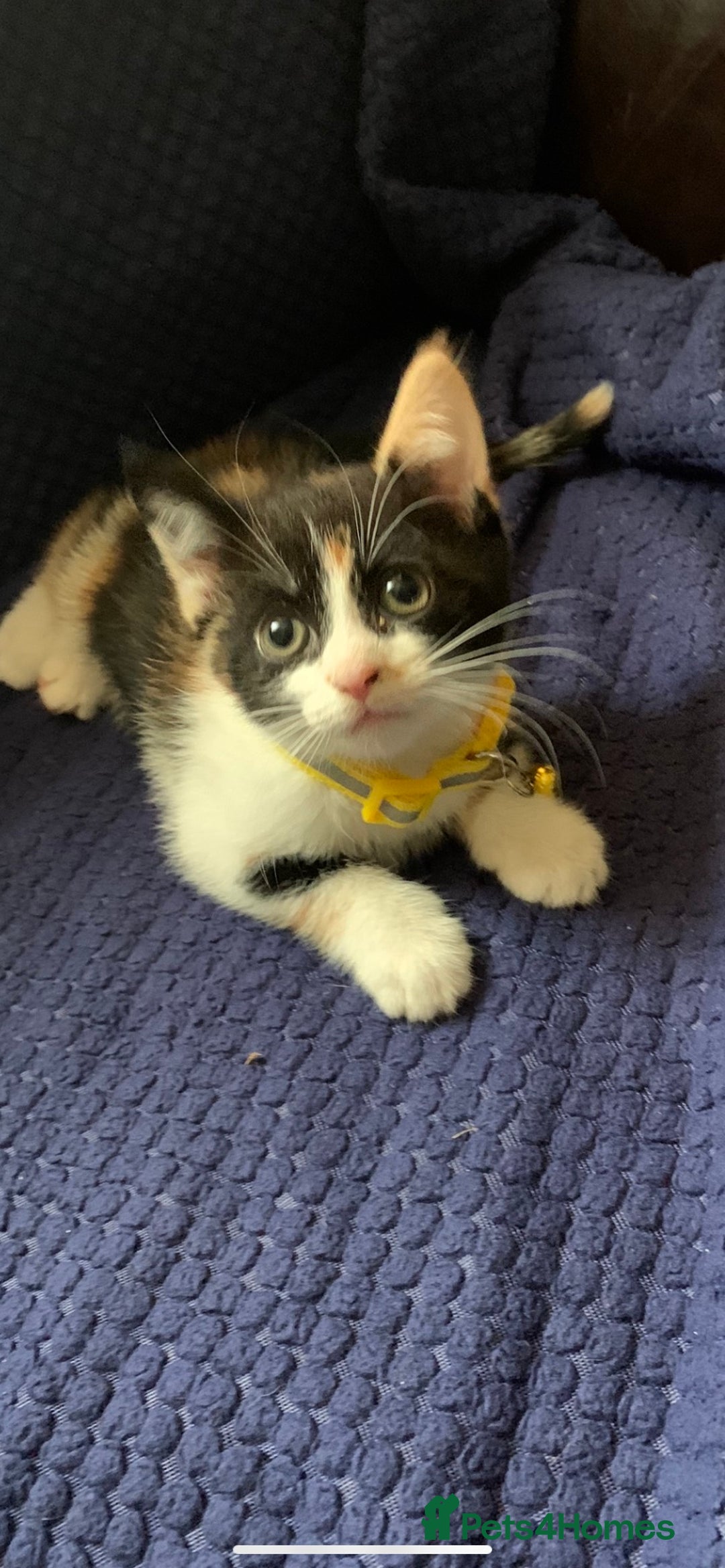 Mixed Breed cats for sale: Kittens - Image 3