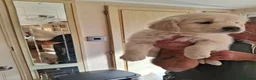 Golden Retriever dogs for sale: Golden Retreiver Puppies  - Advert 24