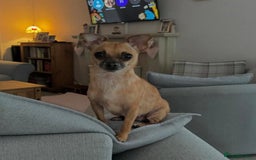 Chihuahua dogs for sale: Bagel is looking for her forever home ❤️ in Leicester - Image 14