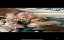 Cocker Spaniel dogs for sale: Cocker spaniel puppies - Image 7