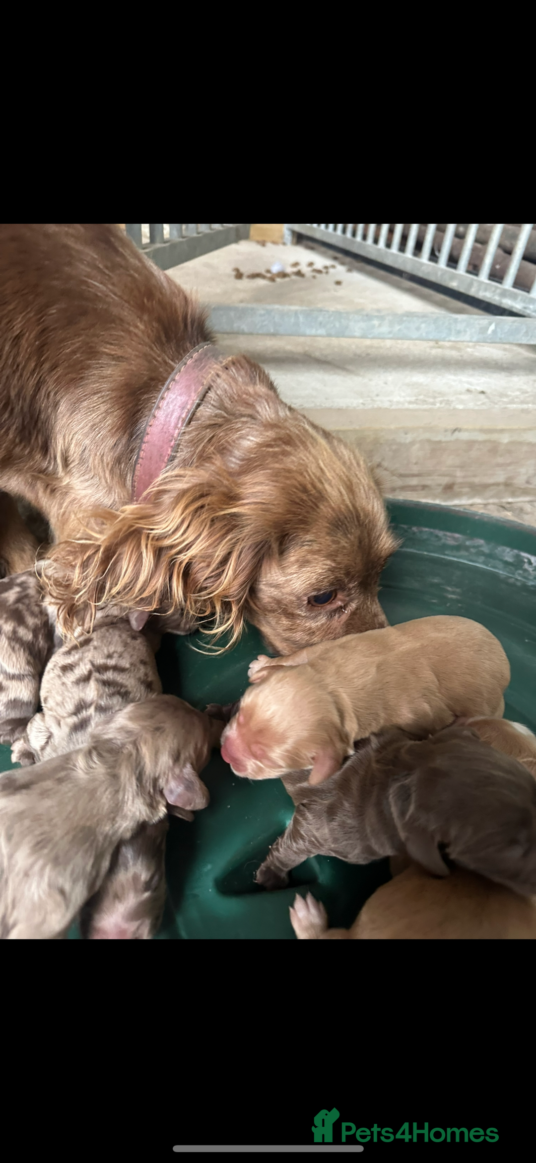 Cocker Spaniel dogs for sale: Cocker spaniel puppies - Image 7