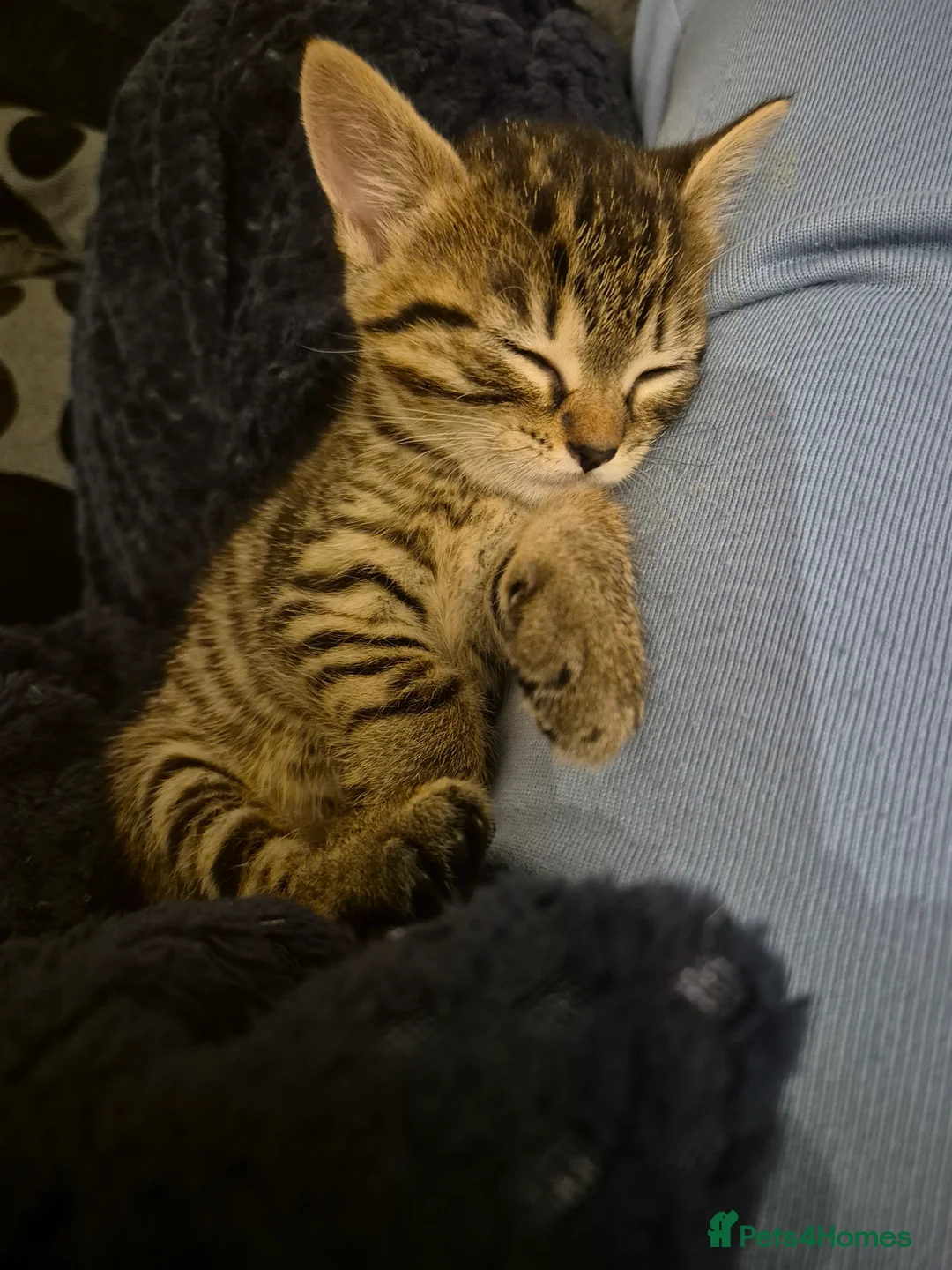 Mixed Breed cats for sale: 2 beautiful kittens for sale! - Advert 2