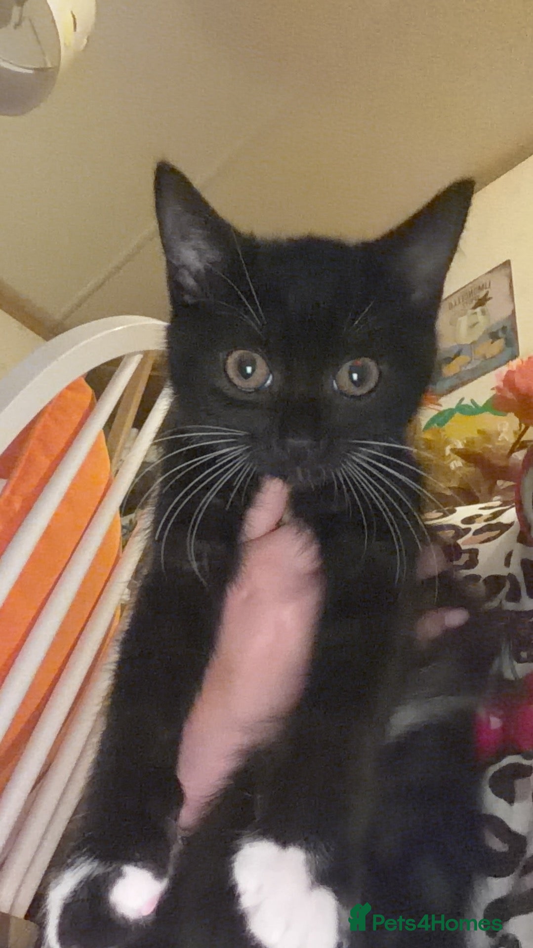 Mixed Breed cats for sale: Loving black/ 1 black and white kitten  - Advert 3