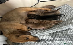 Miniature Dachshund dogs for sale: Miniature dachshund puppies  - Image 10