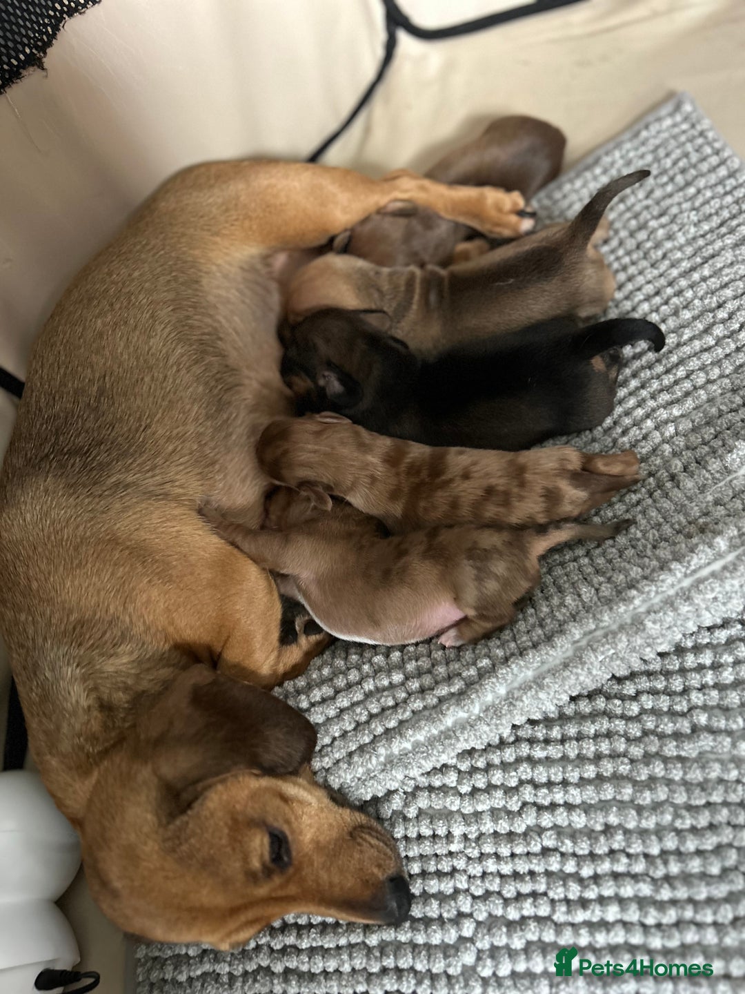 Miniature Dachshund dogs for sale: Miniature dachshund puppies  - Image 10