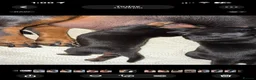 Dachshund dogs for sale: DACHSHUND PUPPIES!  - Advert 11