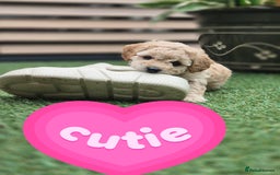 Mixed Breed dogs for sale: ❤️ STUNNING WESTIEPOO PUPS ❤️ - Image 1