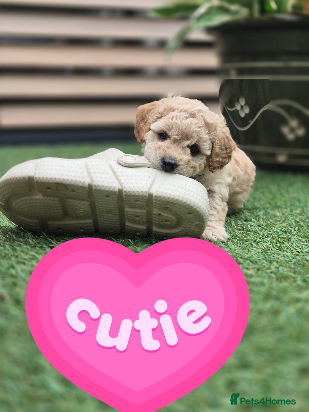 Mixed Breed dogs for sale: ❤️ STUNNING WESTIEPOO PUPS ❤️ - Image 1