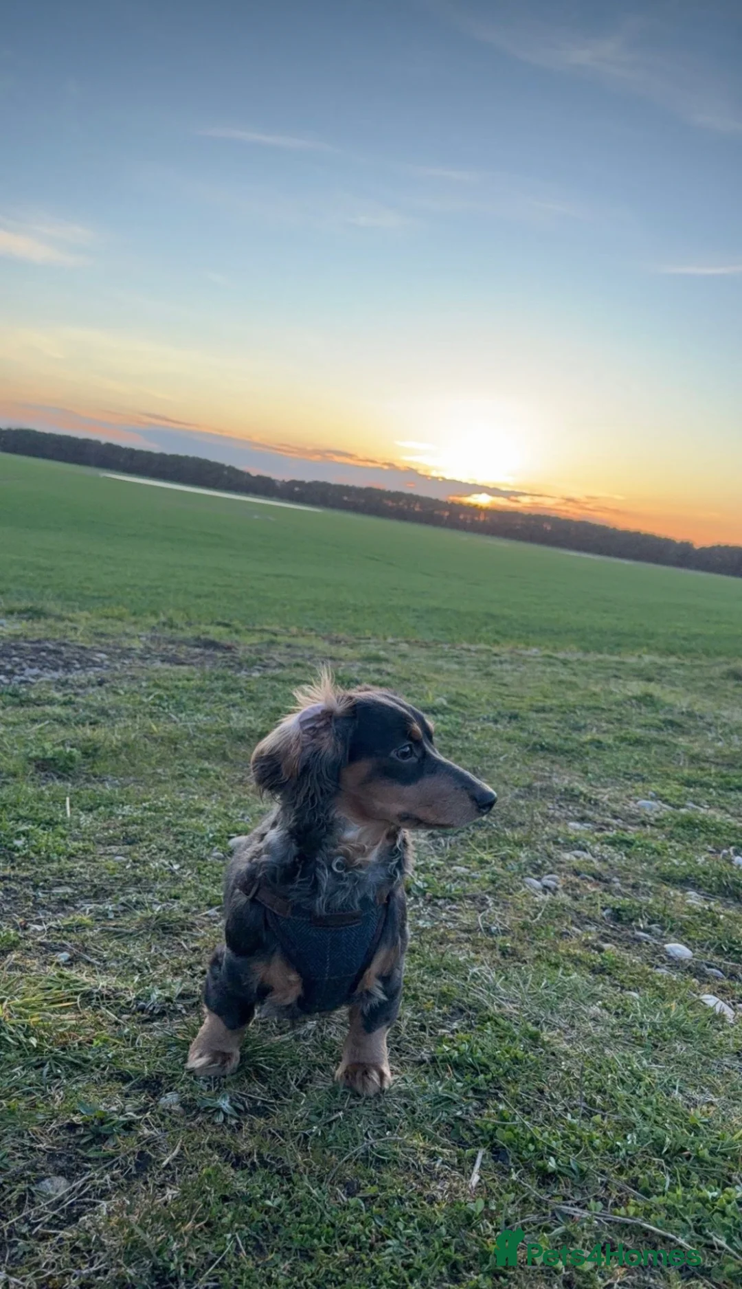 Miniature Dachshund dogs for sale: Oakley  - Advert 2