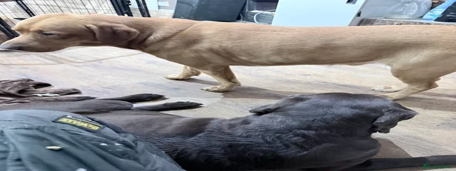 Milo