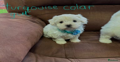 Bichon Frise dogs - Advert 7