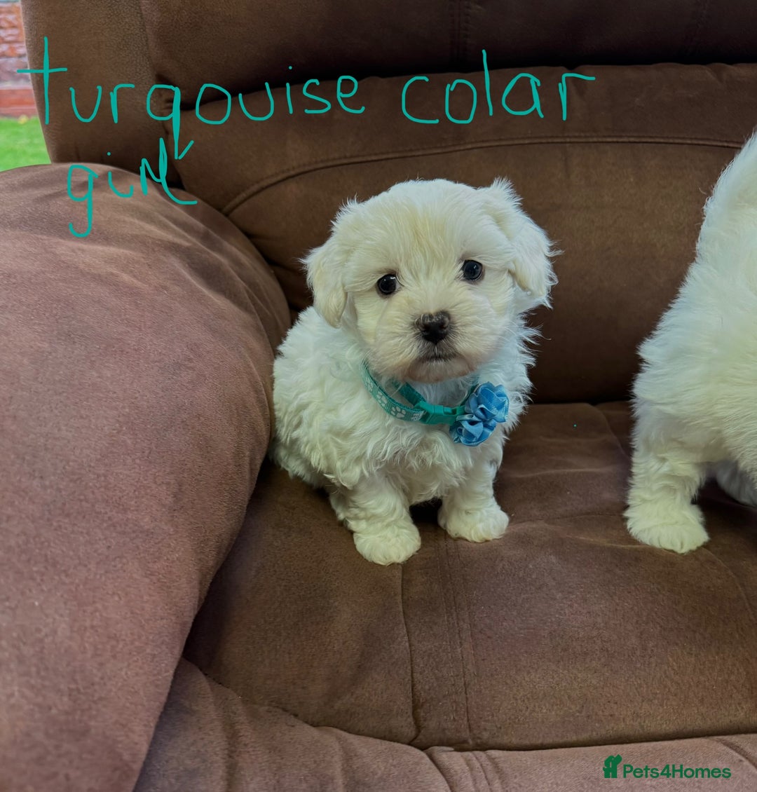 Bichon Frise dogs for sale: 7 gorgeous pure Bichon puppies  - Image 3