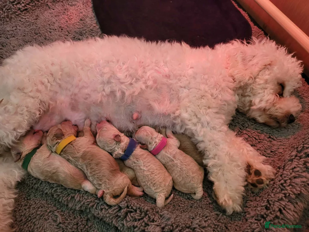 Poochon dogs for sale: Toy poochon puppies  in Gloucester - Advert 2