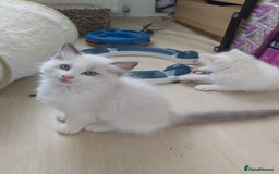 Ragdoll cats for sale: RAGDOLLS BOYS BICOLOUR VACCINATED MICROCHIPED  - Image 28