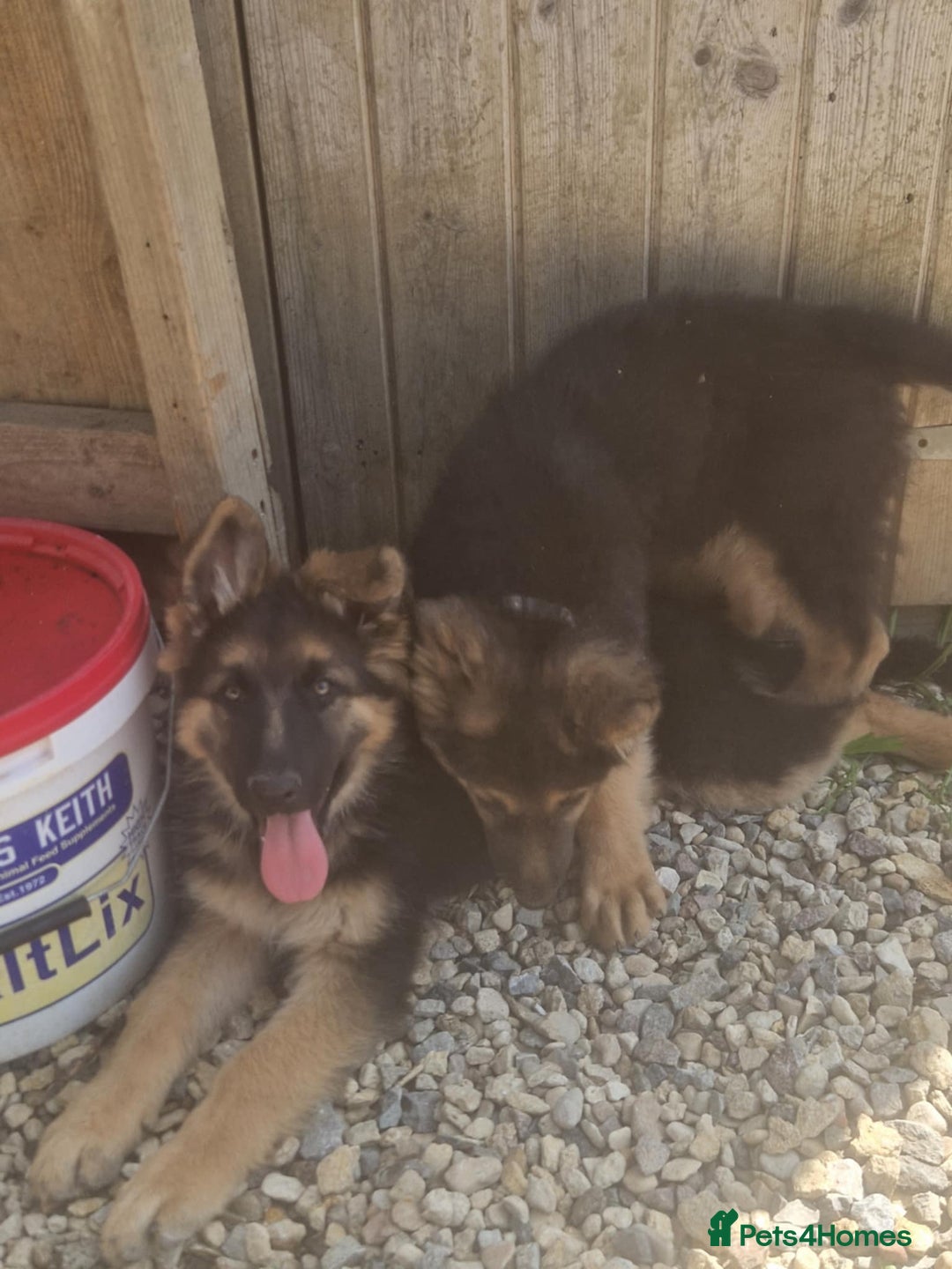 German Shepherd dogs for sale: German shepherd pups  - Image 2