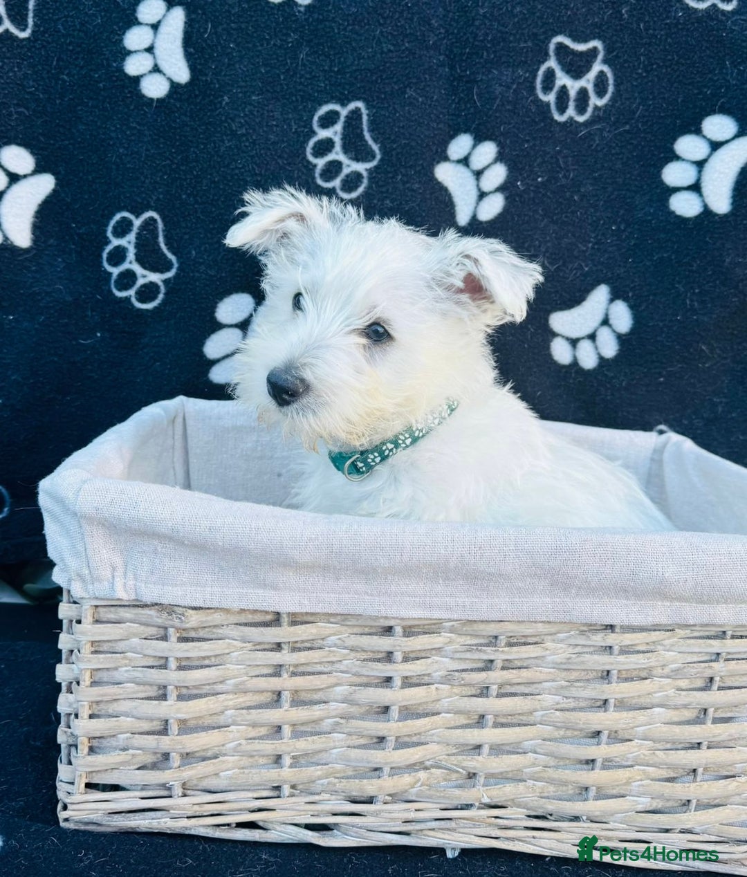 West Highland Terrier dogs for sale: West White Terrier  - Image 4
