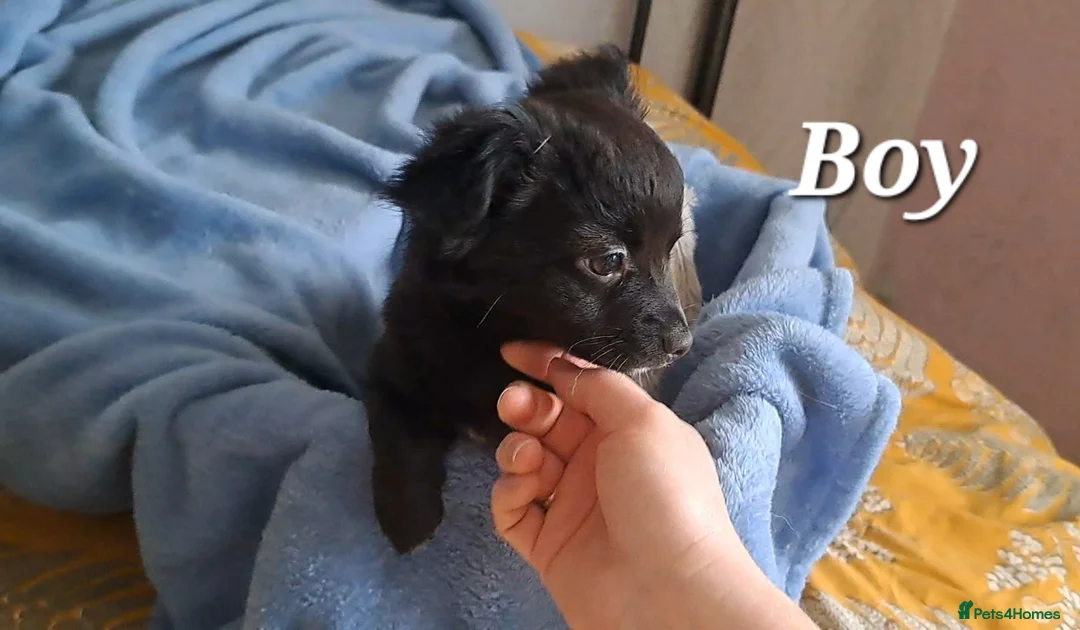 Chihuahua dogs for sale: 10 week old male long coat chihuahua pup - Advert 12