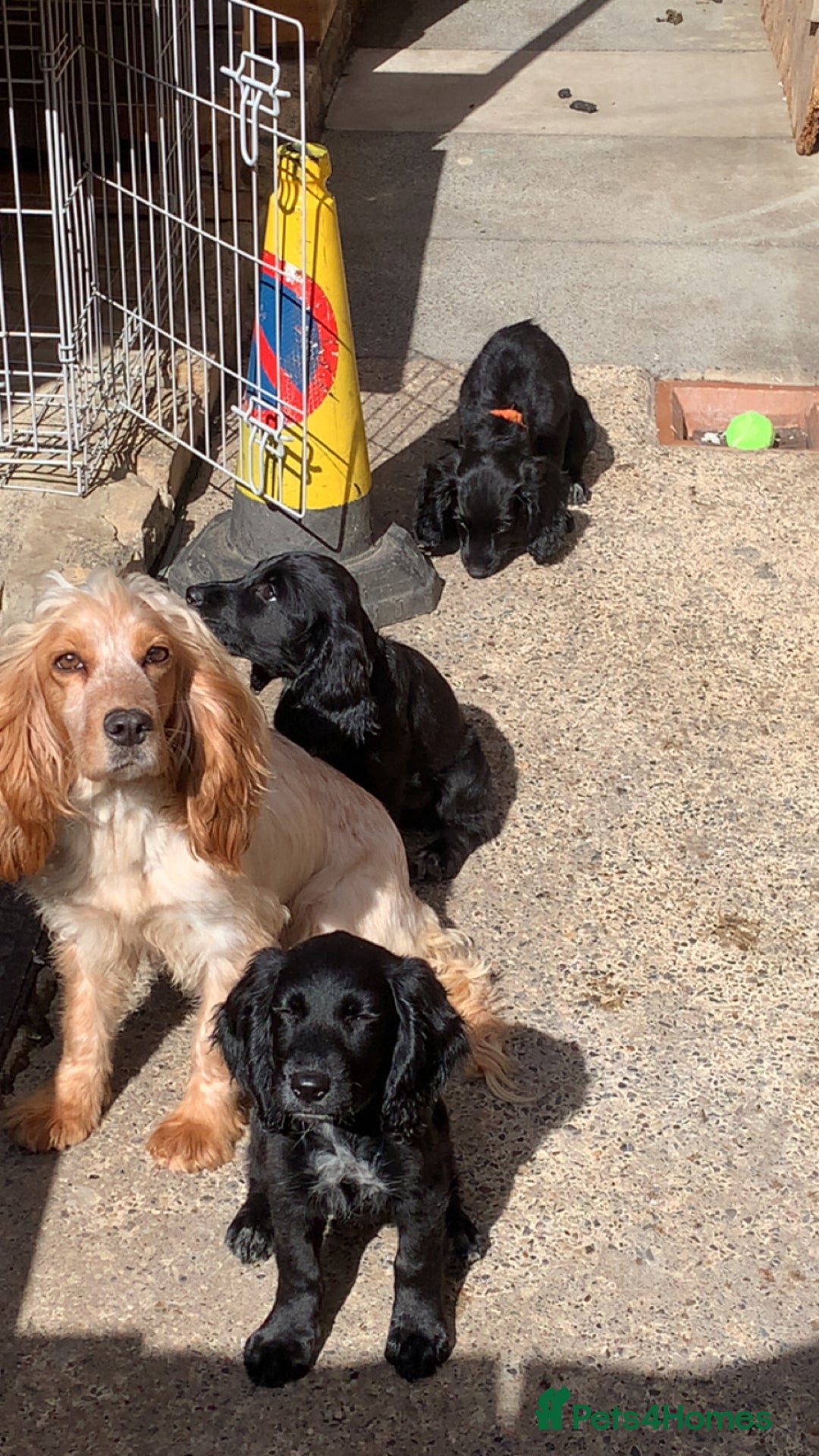 Cocker Spaniel dogs for sale: 3 cocker spaniel girls - Image 8