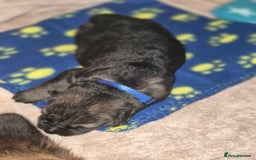 German Shepherd dogs for sale: German shepherd  - Advert 2