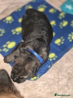 German Shepherd dogs German shepherd - Advert 2