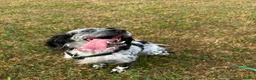 English Setter dogs for adoption: Mara  in Leighton Buzzard - Advert 5