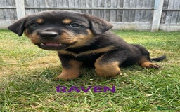 Rottweiler dogs for sale: Family bred and loved Rottweiller puppies - Image 27