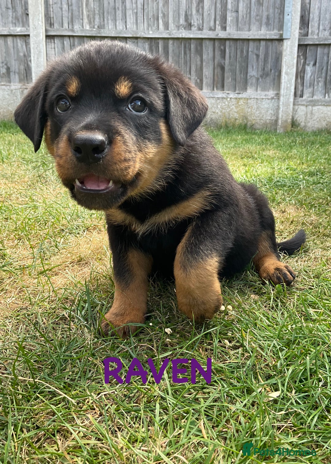 Rottweiler dogs for sale: Family bred and loved Rottweiller puppies - Image 27