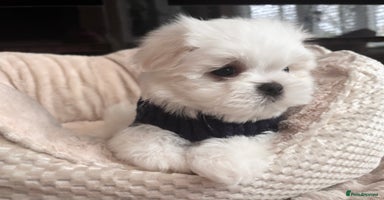 Maltese dogs - Advert 8