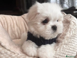 Maltese dogs - Advert 1