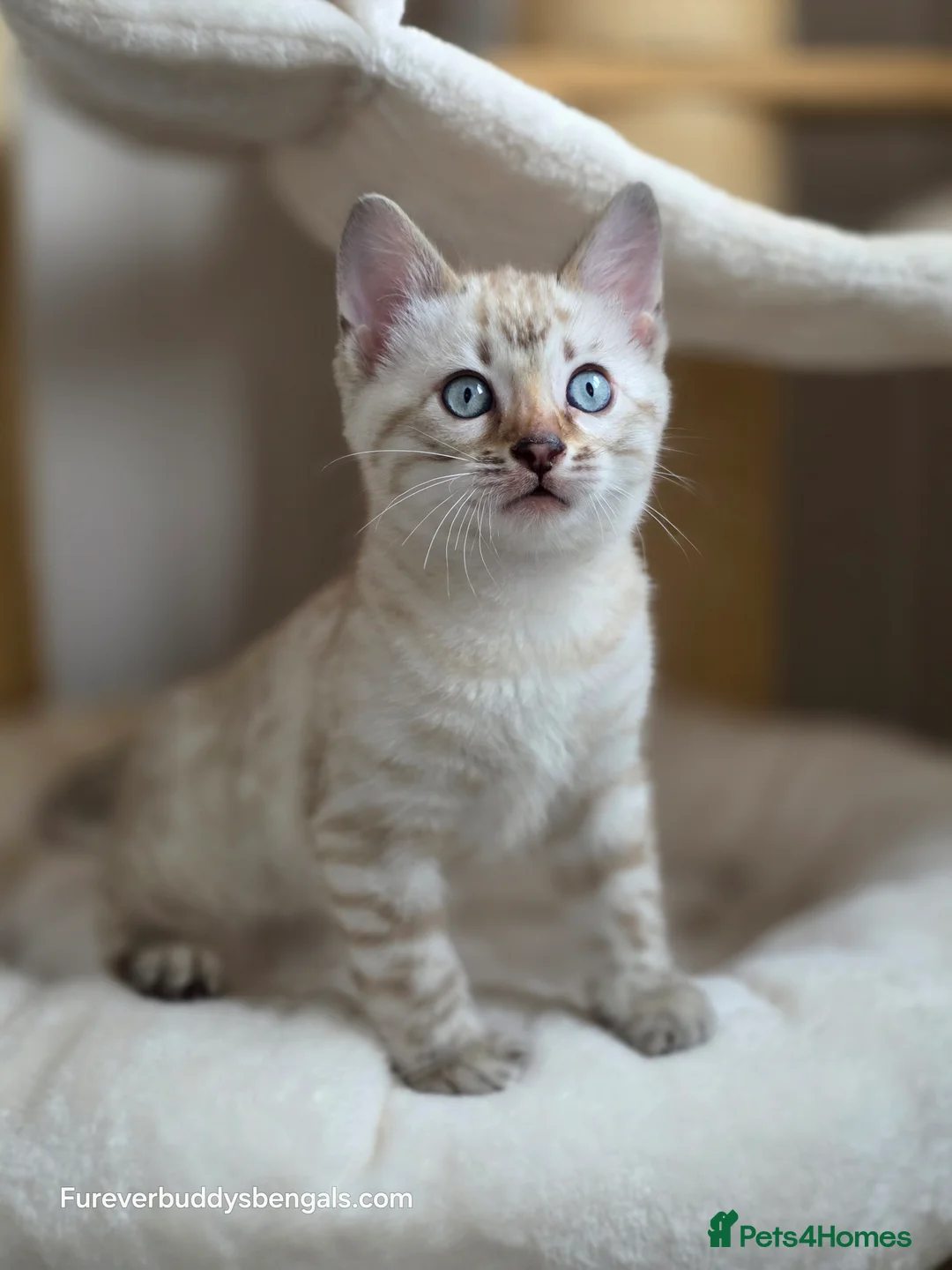 Bengal cats for sale: Gorgeous Rosetted Bengal Kittens  in Congleton - Advert 7