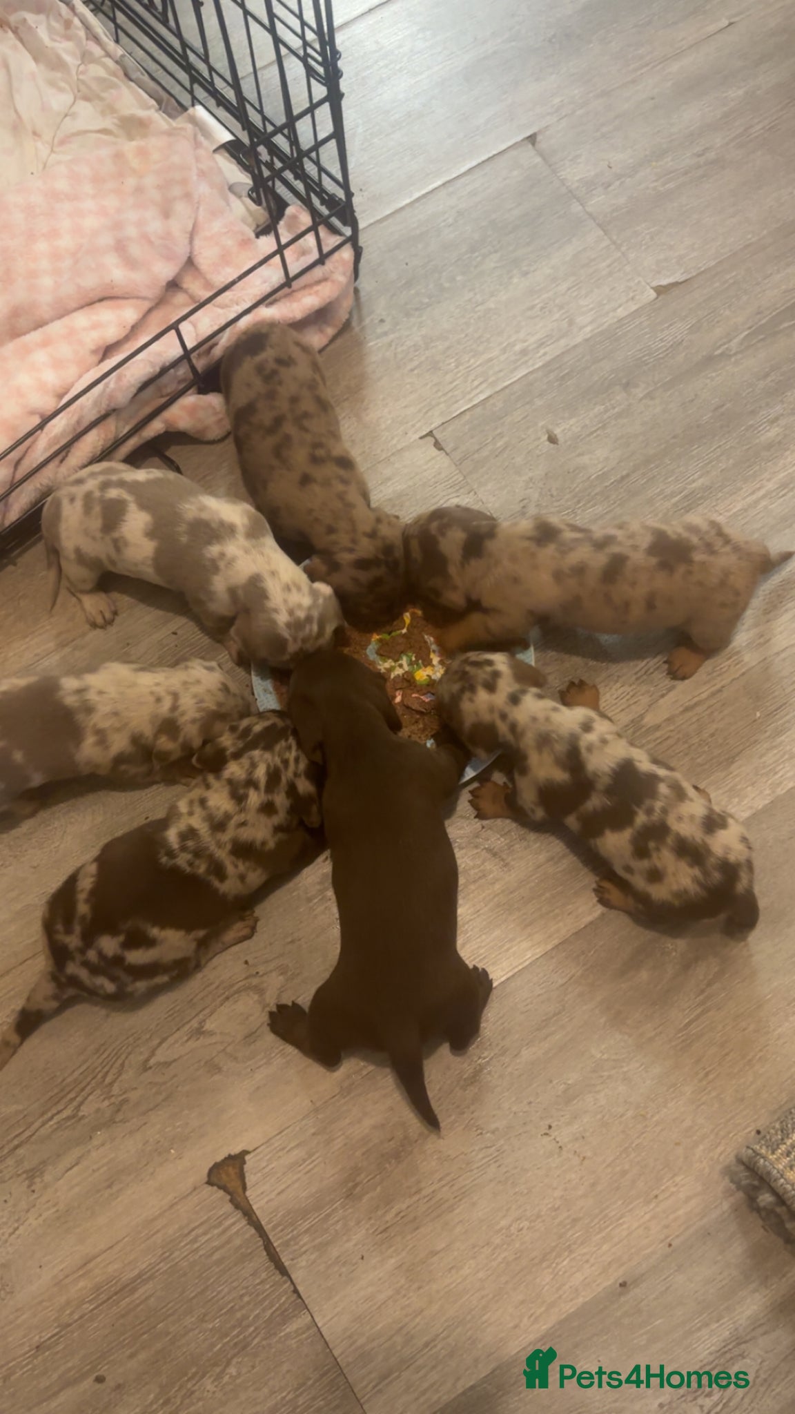 Dachshund dogs daschound puppies  - Advert 1