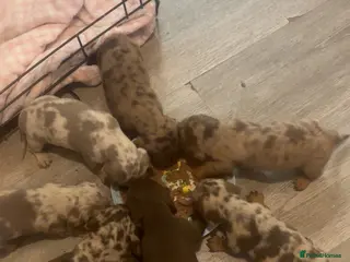 Dachshund dogs daschound puppies - Advert 1