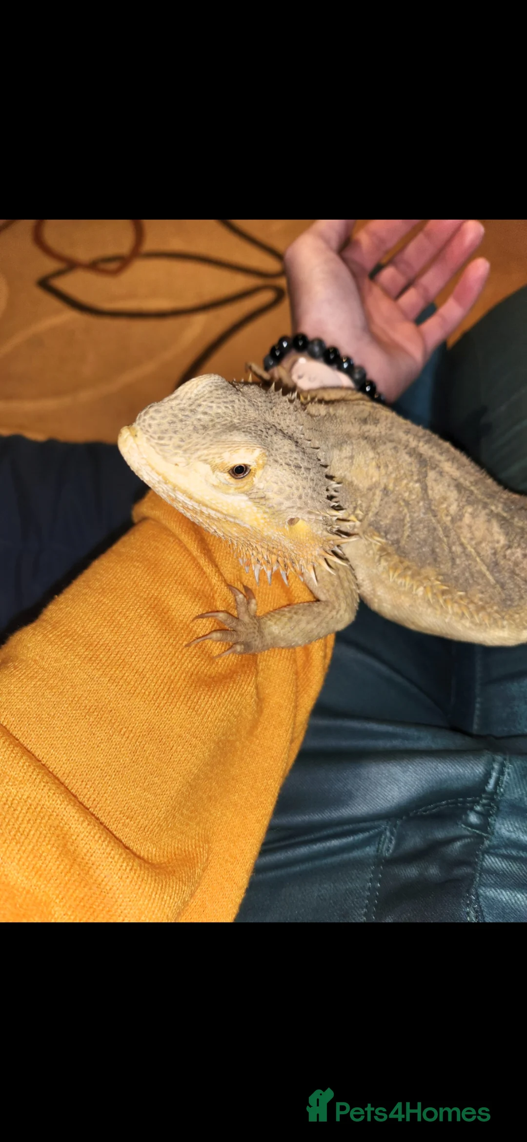 Bearded Dragon reptiles for sale: Bearded Dragon and viv - Advert 2